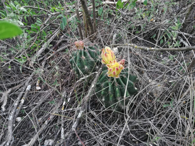 cactus flor amarilla